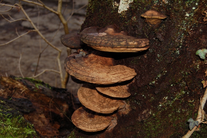 Funghi del 14 gennaio.